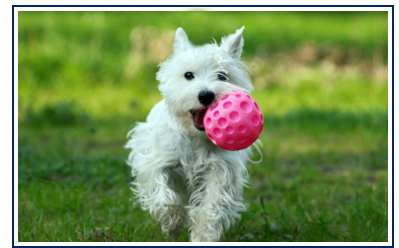 Westie-and-her-Ball