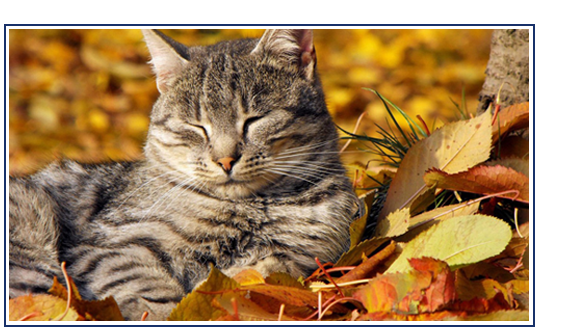 Cat-Sleeping-in-Autumn-Leaves